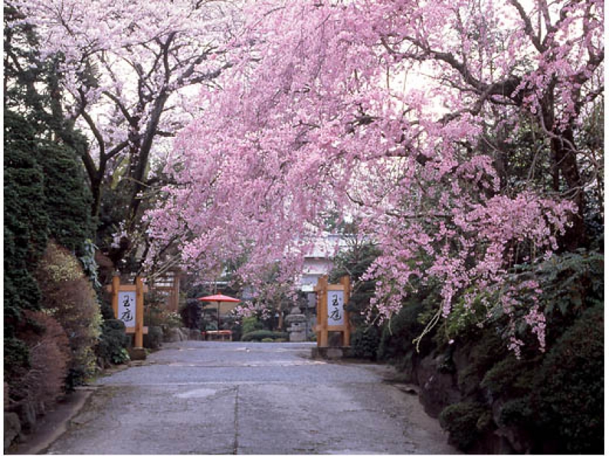 桜の季節の風景